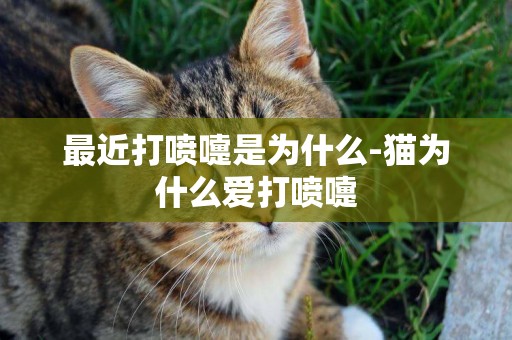 最近打噴嚏是為什么-貓為什么愛打噴嚏