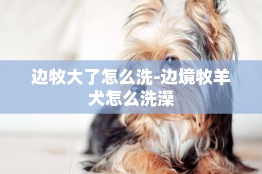 邊牧大了怎么洗-邊境牧羊犬怎么洗澡