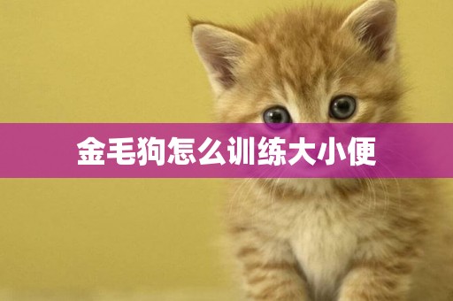 金毛狗怎么訓練大小便