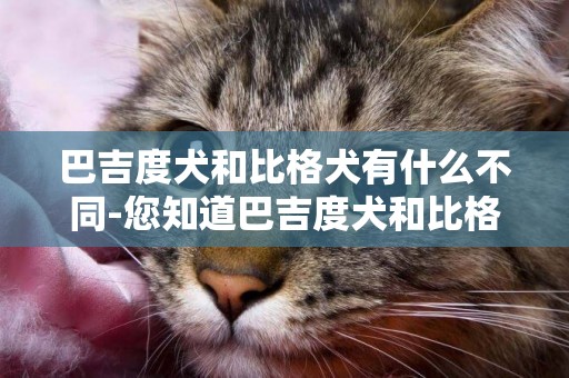 巴吉度犬和比格犬有什么不同-您知道巴吉度犬和比格犬有什么區別嗎
