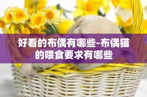 好看的布偶有哪些-布偶貓的喂食要求有哪些