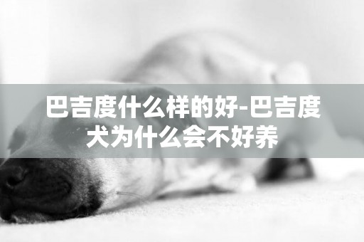 巴吉度什么樣的好-巴吉度犬為什么會不好養