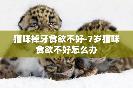 貓咪掉牙食欲不好-7歲貓咪食欲不好怎么辦