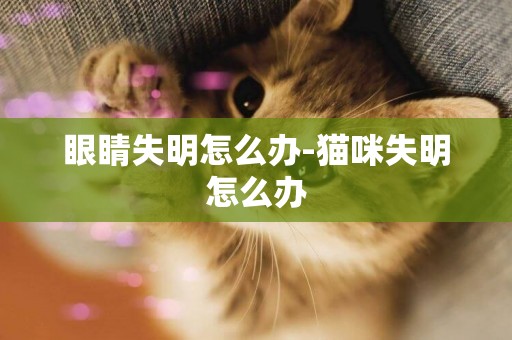 眼睛失明怎么辦-貓咪失明怎么辦