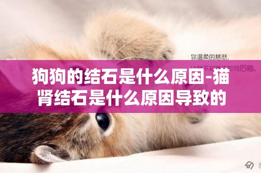 狗狗的結石是什么原因-貓腎結石是什么原因導致的