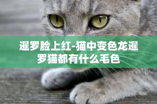 暹羅臉上紅-貓中變色龍暹羅貓都有什么毛色