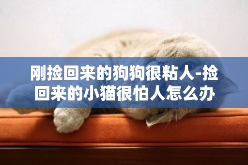剛撿回來的狗狗很粘人-撿回來的小貓很怕人怎么辦