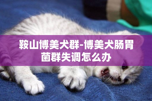 鞍山博美犬群-博美犬腸胃菌群失調怎么辦