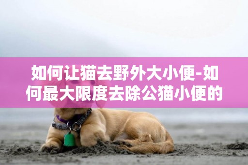 如何讓貓去野外大小便-如何最大限度去除公貓小便的味道