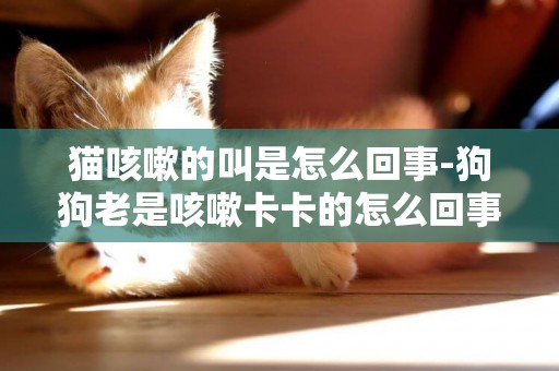 貓咳嗽的叫是怎么回事-狗狗老是咳嗽卡卡的怎么回事