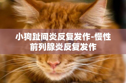 小狗趾間炎反復發作-慢性前列腺炎反復發作