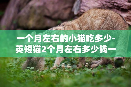 一個月左右的小貓吃多少-英短貓2個月左右多少錢一只