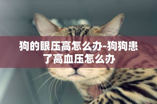 狗的眼壓高怎么辦-狗狗患了高血壓怎么辦