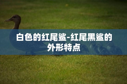 白色的紅尾鯊-紅尾黑鯊的外形特點
