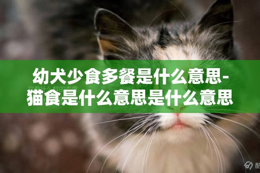 幼犬少食多餐是什么意思-貓食是什么意思是什么意思是什么