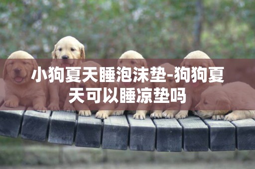 小狗夏天睡泡沫墊-狗狗夏天可以睡涼墊嗎