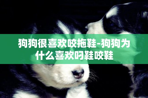 狗狗很喜歡咬拖鞋-狗狗為什么喜歡叼鞋咬鞋