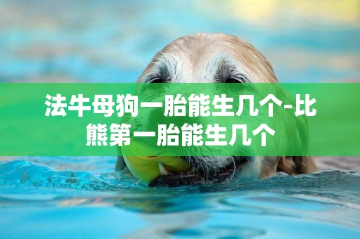 法牛母狗一胎能生幾個-比熊第一胎能生幾個