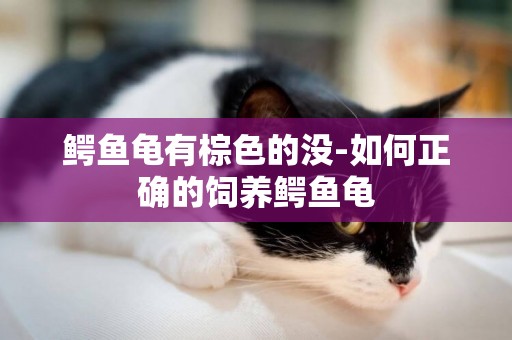 鱷魚龜有棕色的沒-如何正確的飼養鱷魚龜