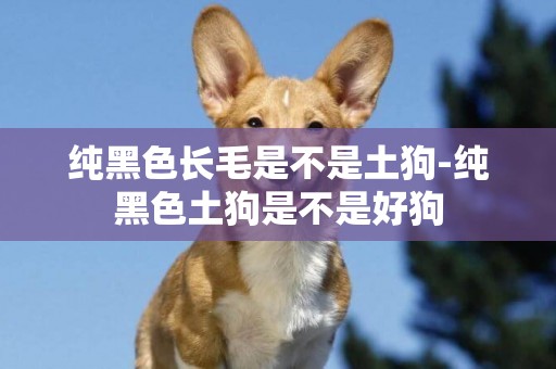 純黑色長毛是不是土狗-純黑色土狗是不是好狗