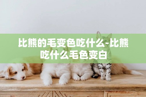 比熊的毛變色吃什么-比熊吃什么毛色變白