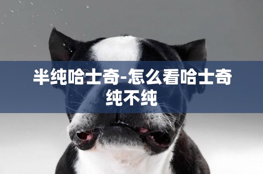 半純哈士奇-怎么看哈士奇純不純