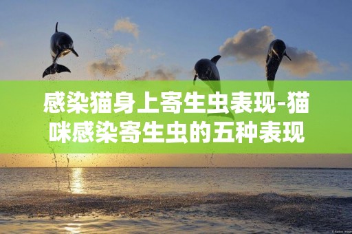 感染貓身上寄生蟲表現-貓咪感染寄生蟲的五種表現