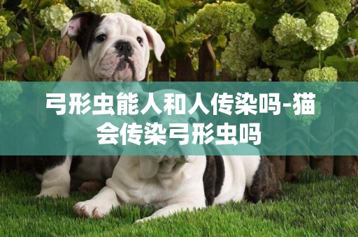 弓形蟲能人和人傳染嗎-貓會傳染弓形蟲嗎