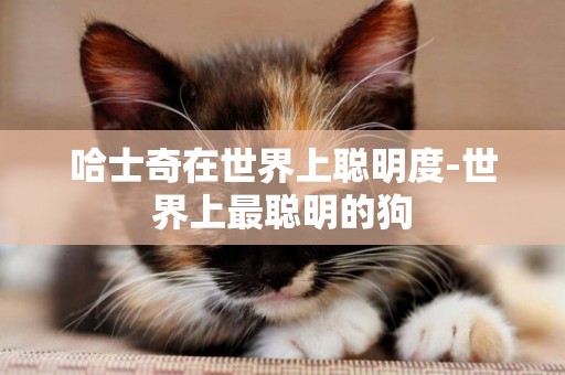 哈士奇在世界上聰明度-世界上最聰明的狗