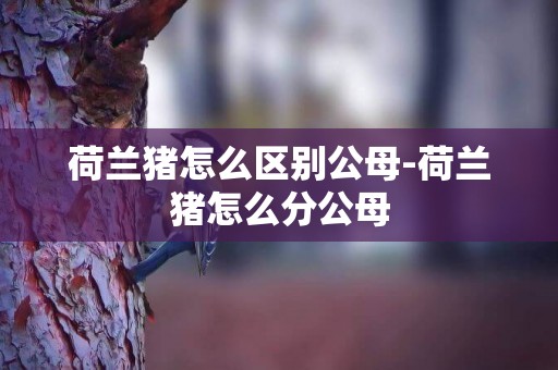 荷蘭豬怎么區別公母-荷蘭豬怎么分公母