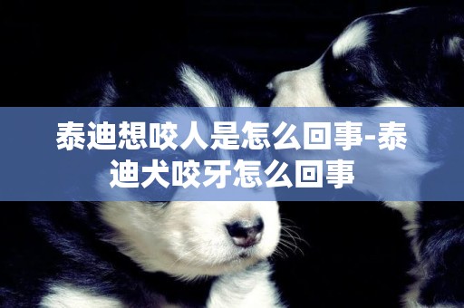 泰迪想咬人是怎么回事-泰迪犬咬牙怎么回事