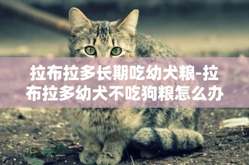 拉布拉多長期吃幼犬糧-拉布拉多幼犬不吃狗糧怎么辦
