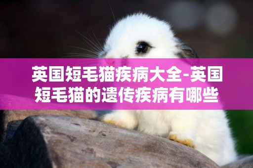 英國短毛貓疾病大全-英國短毛貓的遺傳疾病有哪些