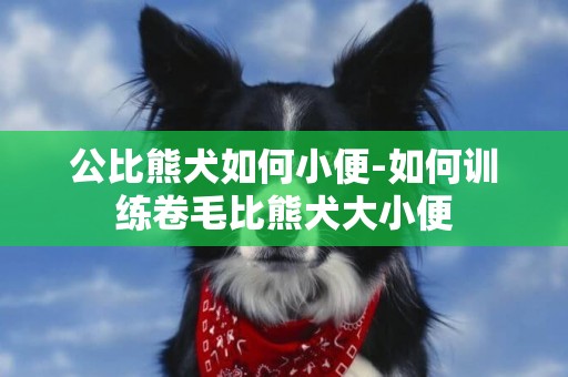公比熊犬如何小便-如何訓練卷毛比熊犬大小便