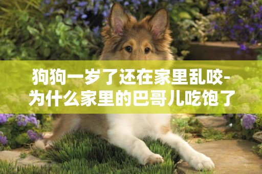 狗狗一歲了還在家里亂咬-為什么家里的巴哥兒吃飽了還亂咬東西