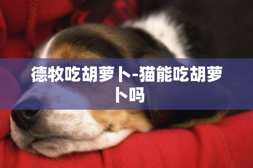 德牧吃胡蘿卜-貓能吃胡蘿卜嗎