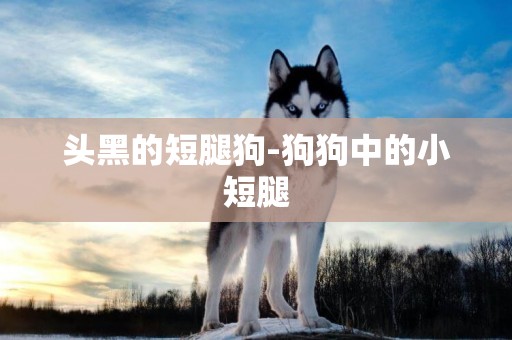 頭黑的短腿狗-狗狗中的小短腿
