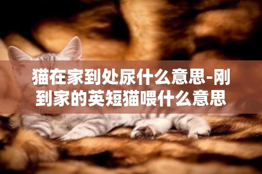 貓在家到處尿什么意思-剛到家的英短貓喂什么意思