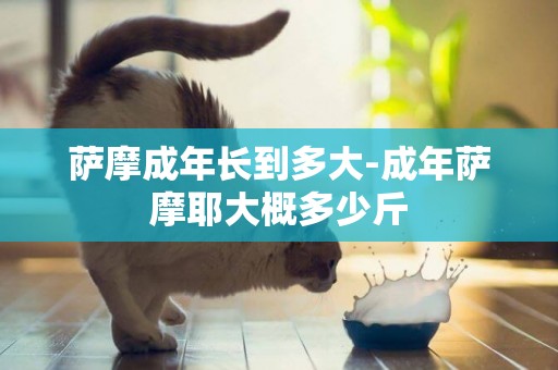 薩摩成年長到多大-成年薩摩耶大概多少斤