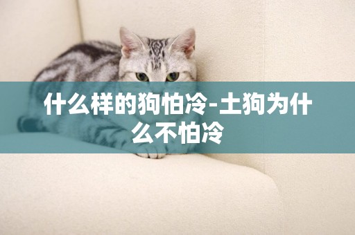 什么樣的狗怕冷-土狗為什么不怕冷