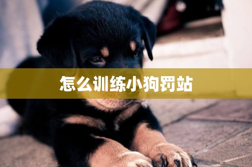 怎么訓練小狗罰站