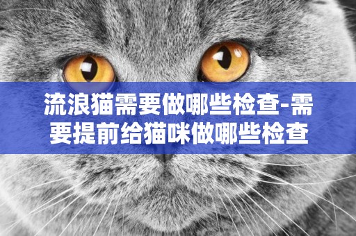 流浪貓需要做哪些檢查-需要提前給貓咪做哪些檢查