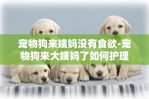 寵物狗來姨媽沒有食欲-寵物狗來大姨媽了如何護理