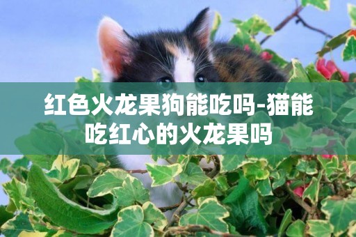 紅色火龍果狗能吃嗎-貓能吃紅心的火龍果嗎