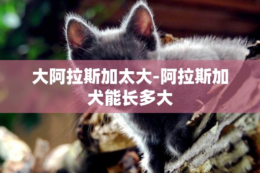 大阿拉斯加太大-阿拉斯加犬能長多大