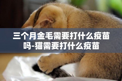 三個月金毛需要打什么疫苗嗎-貓需要打什么疫苗