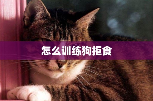 怎么訓練狗拒食