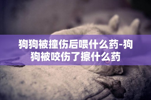 狗狗被撞傷后喂什么藥-狗狗被咬傷了擦什么藥