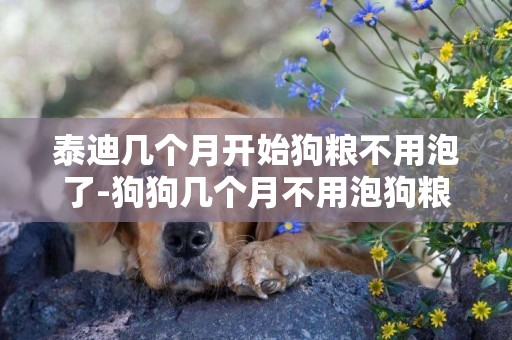 泰迪幾個月開始狗糧不用泡了-狗狗幾個月不用泡狗糧