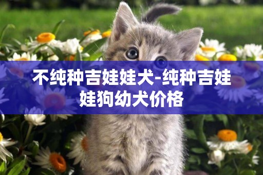 不純種吉娃娃犬-純種吉娃娃狗幼犬價格